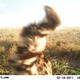 Image for article titled Photos: The secret lives of the Serengeti’s most elusive wild animals